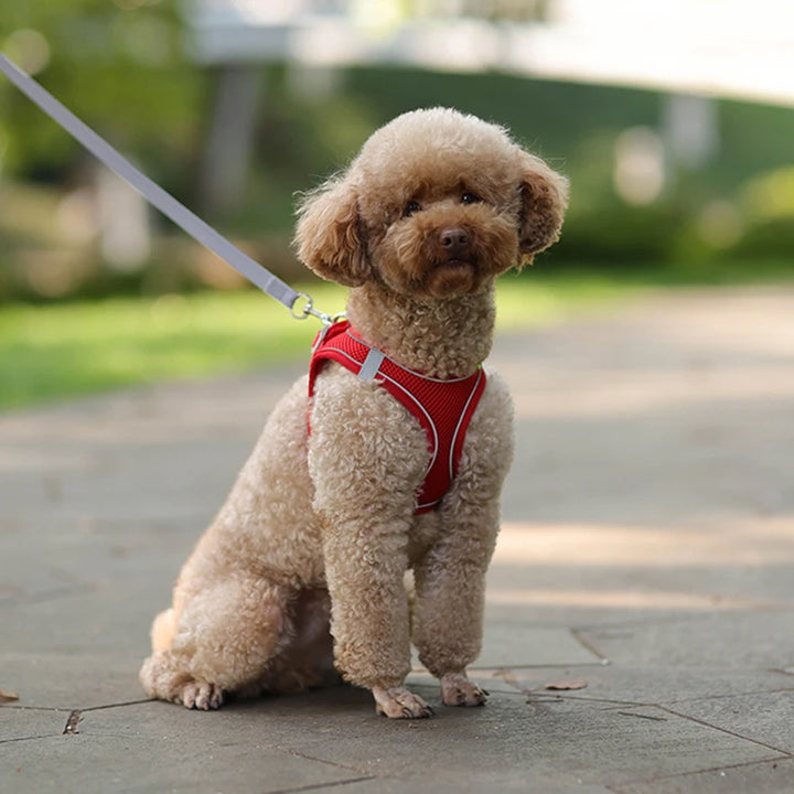 Conjunto de coleira para cães pequenos