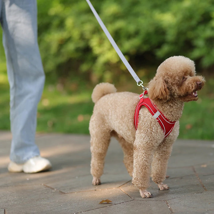 Conjunto de coleira para cães pequenos