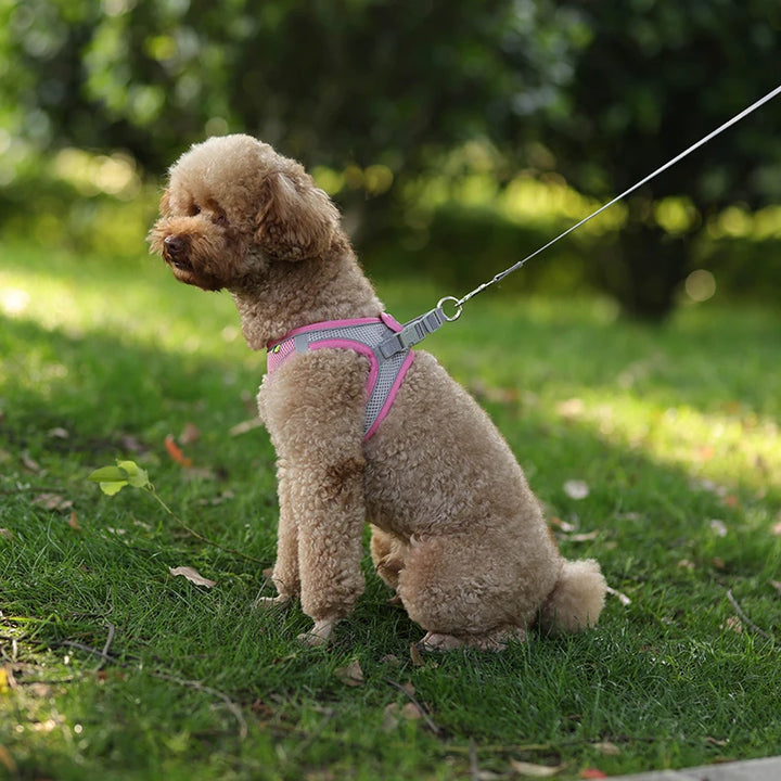 Conjunto de coleira para cães pequenos