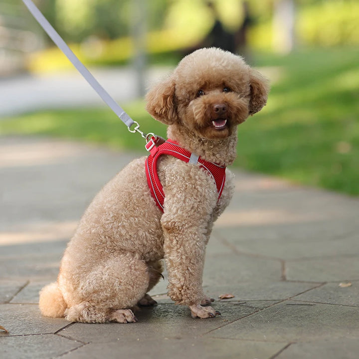 Conjunto de coleira para cães pequenos