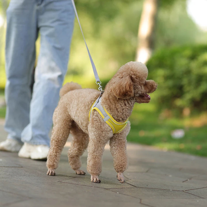 Conjunto de coleira para cães pequenos