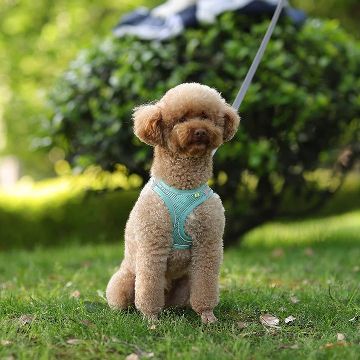 Conjunto de coleira para cães pequenos