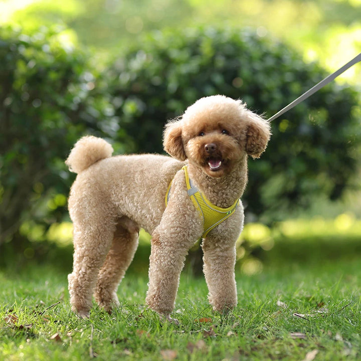 Conjunto de coleira para cães pequenos