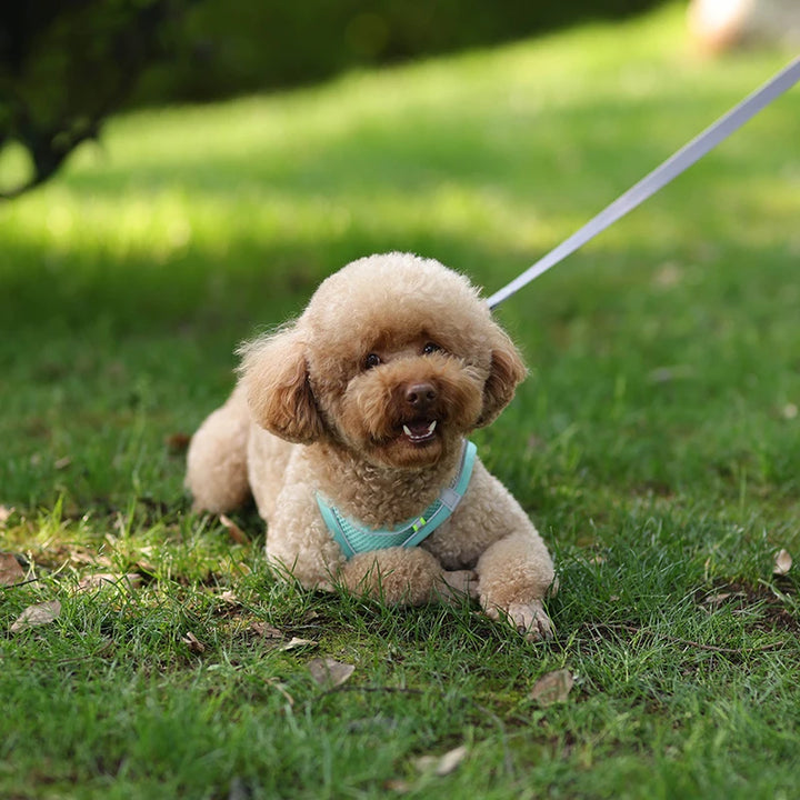 Conjunto de coleira para cães pequenos