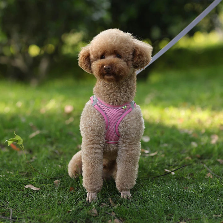 Conjunto de coleira para cães pequenos