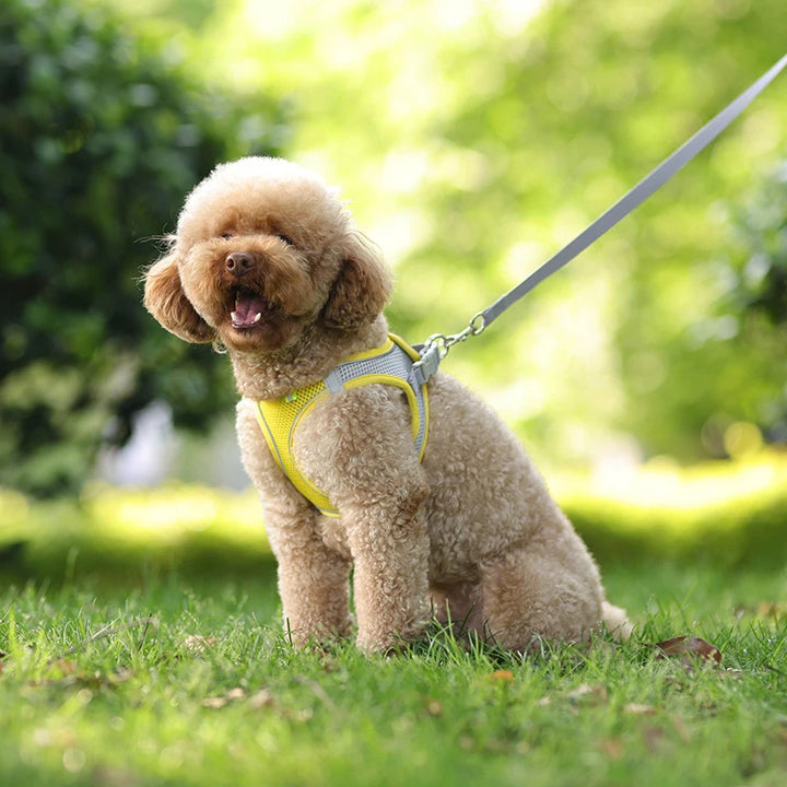 Conjunto de coleira para cães pequenos